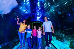 360 Ocean Tunnel 1080X1080